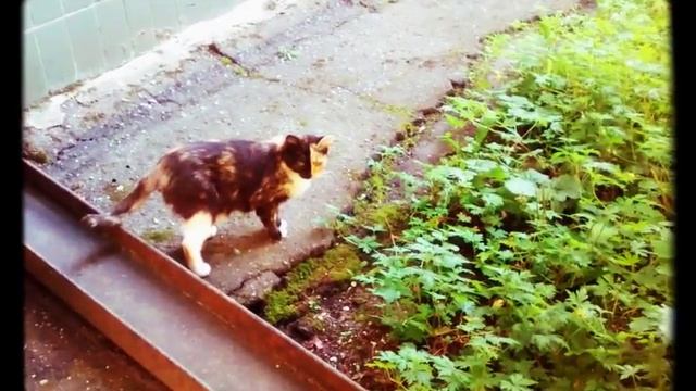 Кошка у которой мама была рыжая А папа черный смотреть онлайн