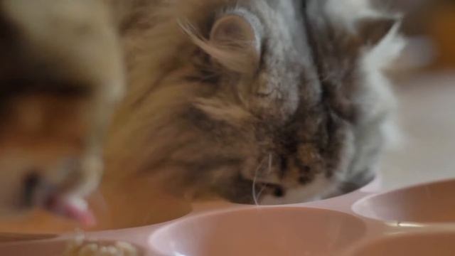 😼 How to INTRODUCE CATS Correctly | Furry Feline Facts смотреть онлайн