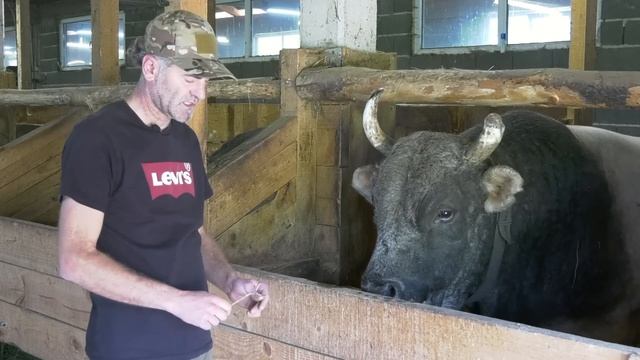 - SAMURAJ DINE RAMLJAKA IDE NA GOSTILJ BEZ JEDNOGA ROGA смотреть онлайн
