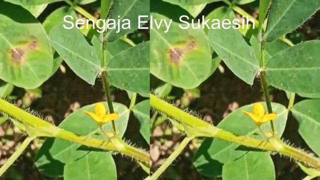 Lagu Dangdut | Sengaja #Elvysukaesih смотреть онлайн