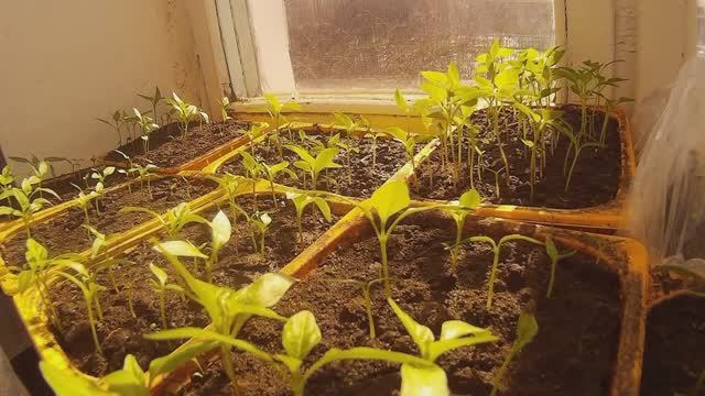 Один день из жизни рассады на окне. Сутки за 30 секунд Timelaps video. ускоренная хронология. смотреть онлайн