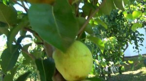 Груша БЕРЕ КЛЕРЖО