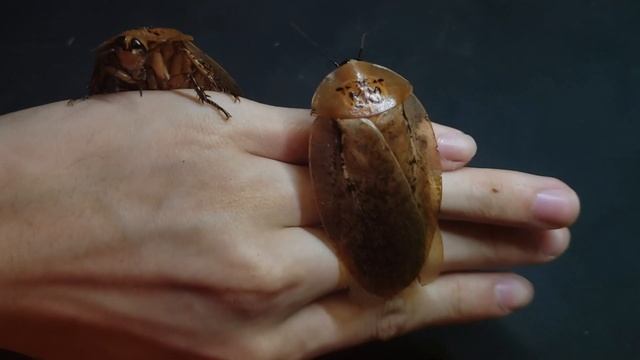 巨型胡椒蟑螂 Archimandrita tesselata (Costa Rica) смотреть онлайн