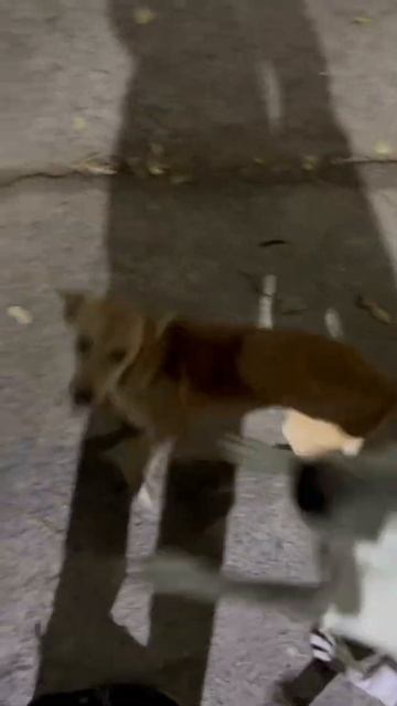 Broonie ka dance😛 #shorts #viral #trending #dog #doglover смотреть онлайн