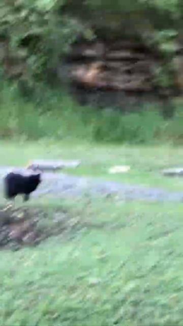 Wild puma and tiny dinosaurs 😂 смотреть онлайн