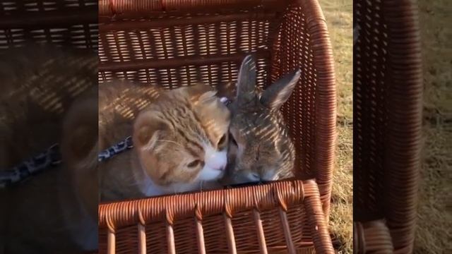 КОТ И КРОЛИК сидят в одной корзинке смотреть онлайн