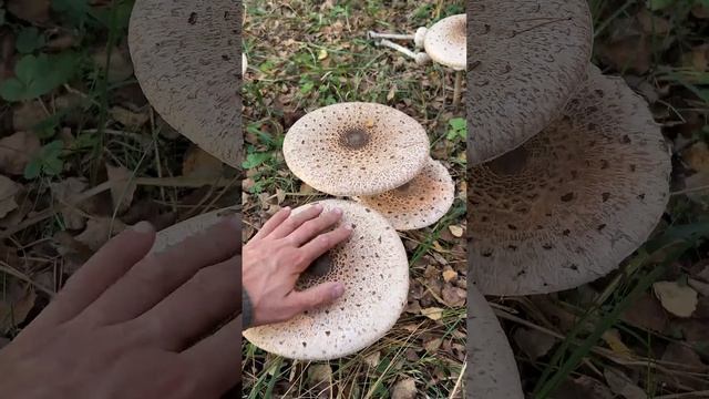ЕСЛИ ЕСТЬ ЭТИ ПОГАНКИ, БОЛЕТЬ НЕ БУДЕШЬ! смотреть онлайн
