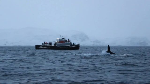 Прогулка с китами, буха Териберки, Мурманская область. смотреть онлайн