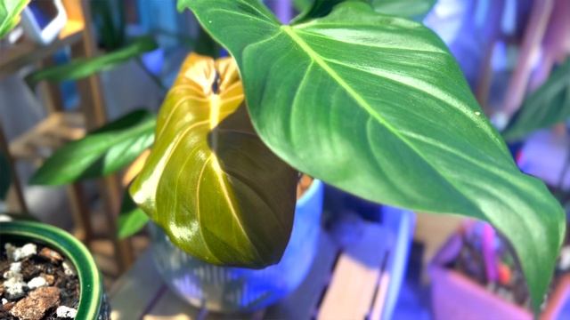 The Philodendron Summer Glory