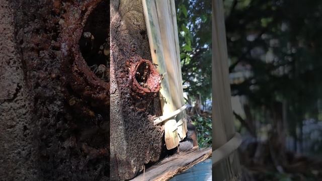 Super Active Thoracica Kelulut Stingless Bees in the Evening смотреть онлайн