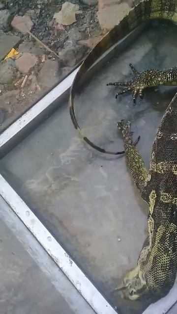 biawak jinak makan ikan - tame lizard смотреть онлайн