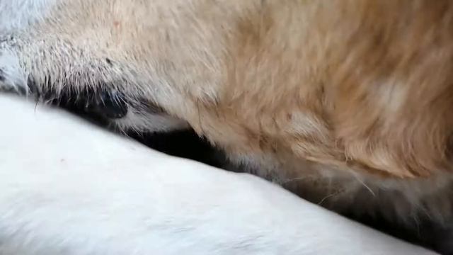 Казак Тобеты Казахские Волкодавы Спящие Собаки они похожи на Алабаев и на Узбекских Барибасаров смотреть онлайн