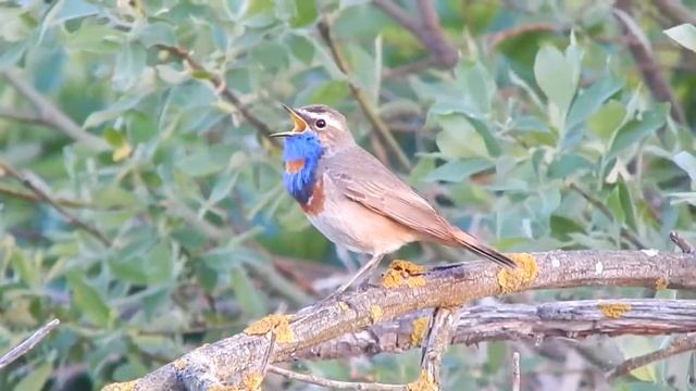 Пісня самця синьошийки / Bluethroat singing смотреть онлайн