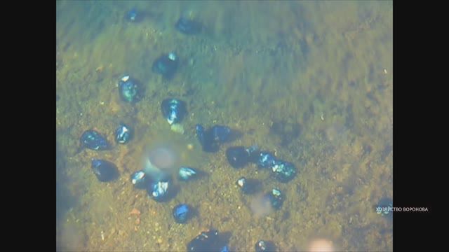 Хозяйство Воронова