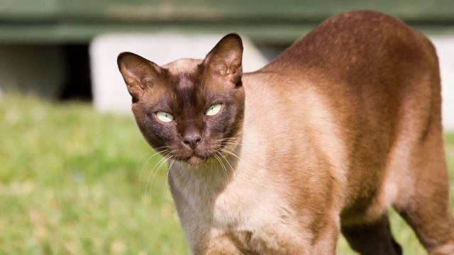 Burmese Cat - TOP 10 FACTS смотреть онлайн