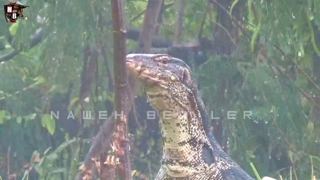 Berburu biawak // rekor murni Babon Babon. смотреть онлайн