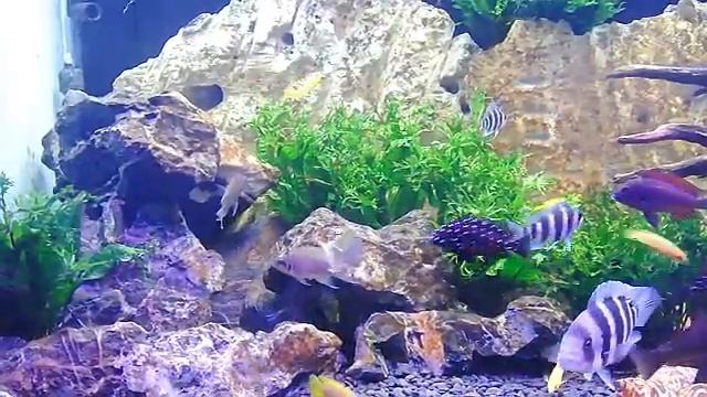 NEOLAMPROLOGUS BRICHARDI FRY смотреть онлайн