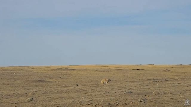 Coyote on Bison Watering Hole cam. 26 November 2017 смотреть онлайн
