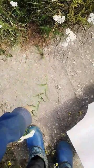 уничтожение муравейника(испугался) смотреть онлайн
