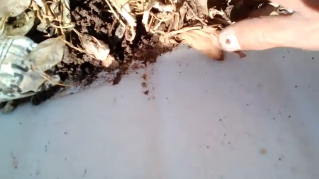 Vermi Farm مزرعة ديدان الأرض смотреть онлайн