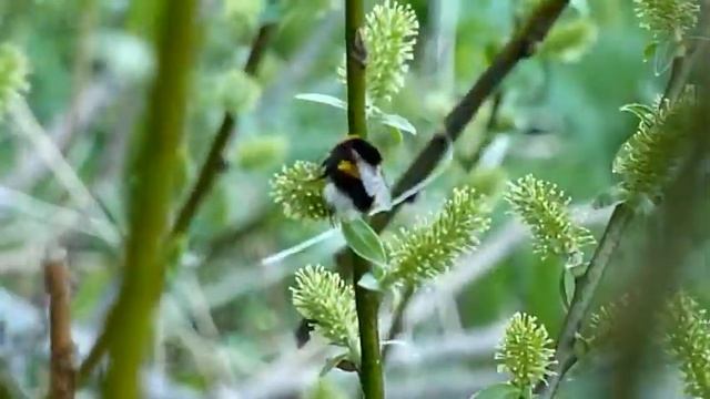 Jordhumle Bombus sp. dronning på Salix sp. 16.05.13 på Hestejordene смотреть онлайн