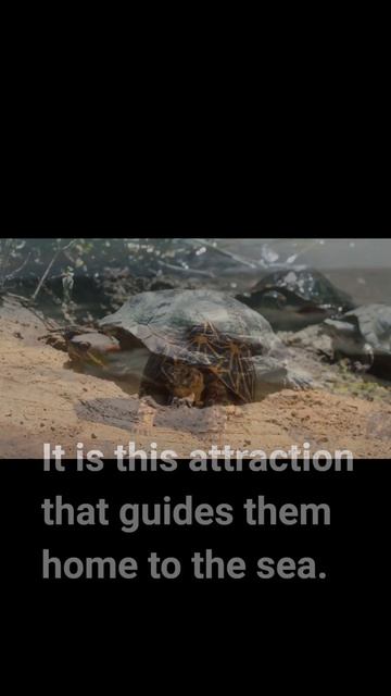 Turtles love lights #turtle #shorts смотреть онлайн