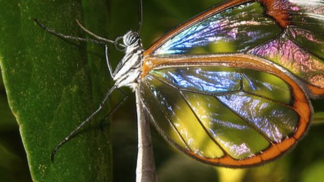 La increíble mariposa de cristal смотреть онлайн