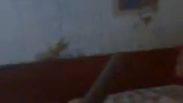 страшный зверь - кот смотреть онлайн