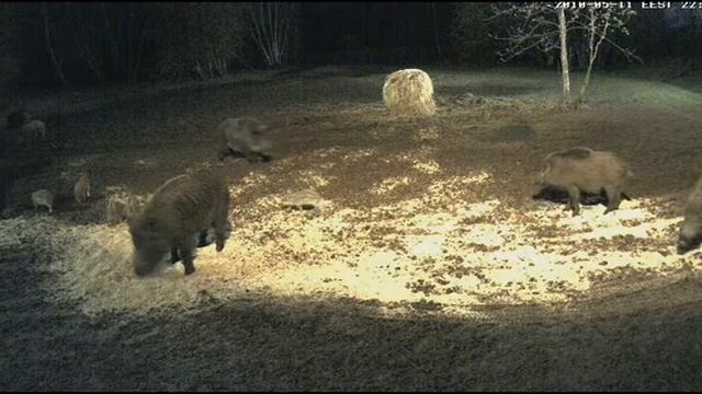 Wild pig cam2 - 11.05.2010 - 2 смотреть онлайн