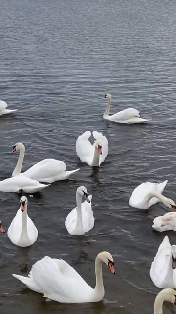 Царь всех лебедей,плывёт…!!! смотреть онлайн