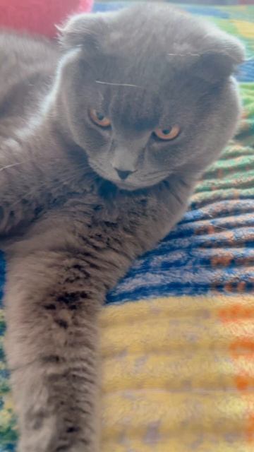 🔴КОТ СМОКИ🔴 смотреть онлайн