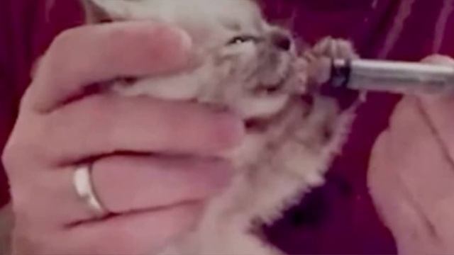 Брутальный парень спас от смерти четырех котят.. Вера в человечество не потеряна! смотреть онлайн