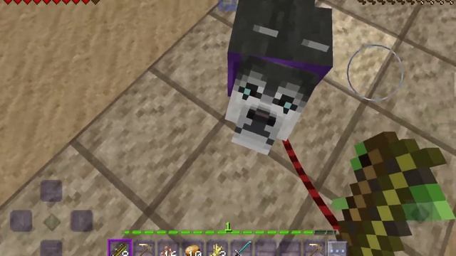 моя собака Венера и я