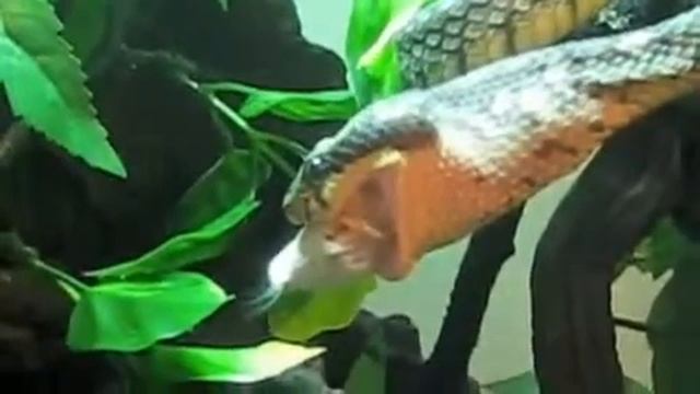 sri lanka pit viper(Trimeresurus trigonocephalus) смотреть онлайн