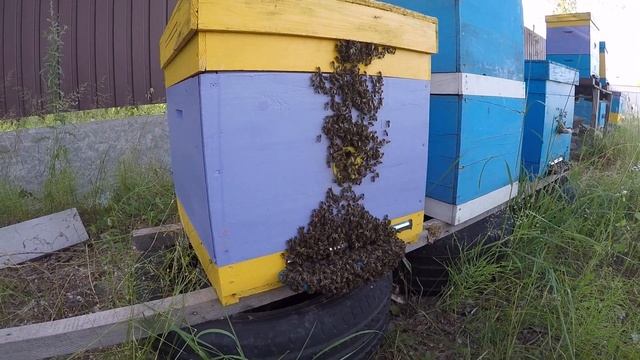 Пасека( первое видио) смотреть онлайн
