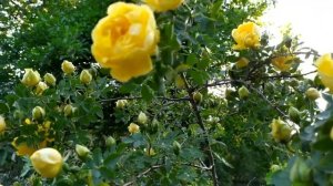 Берёзовая роща 1, 2, 3, 4 серии (сериал 2021)