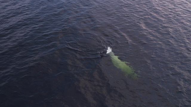 Белухи Белого моря