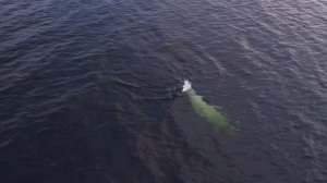 Белухи Белого моря