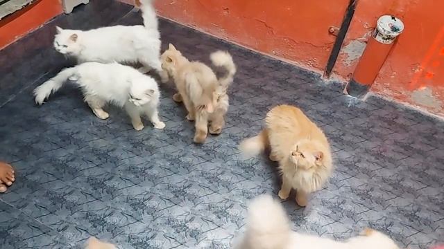 Earn 5000 Rupees Per Day | Cat Business In India | Earn Real Money | Adam Hunter смотреть онлайн