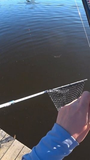Взял ОСЕТРА #осётр #рыбалка