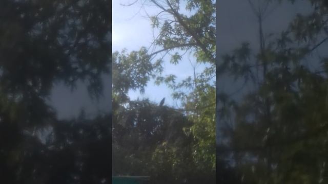 Певчий дрозд пение утром. смотреть онлайн