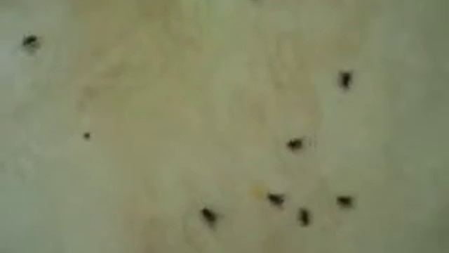 FORMIGA VS MOSCAS смотреть онлайн