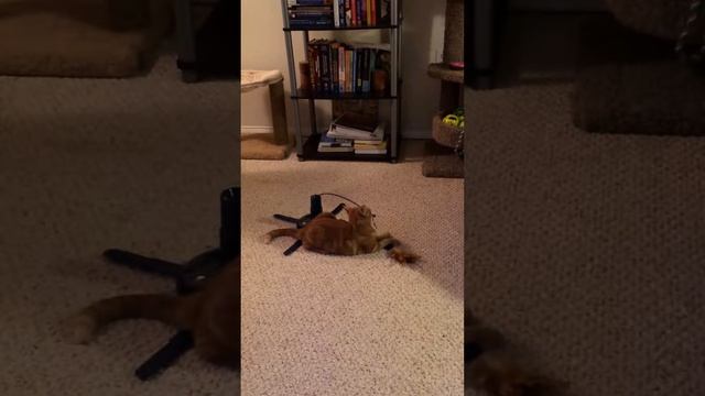 Angel vs. Loco!Motion Cat Toy смотреть онлайн