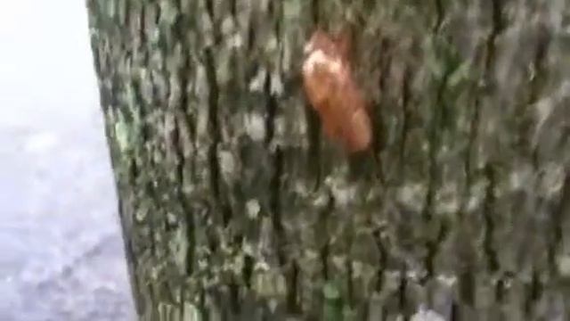 Albino cicada? смотреть онлайн