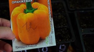 Посадка перца на рассаду .