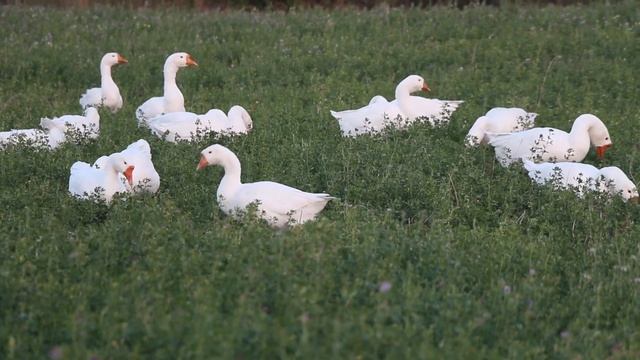 ГУСИНЫЙ МИКС смотреть онлайн