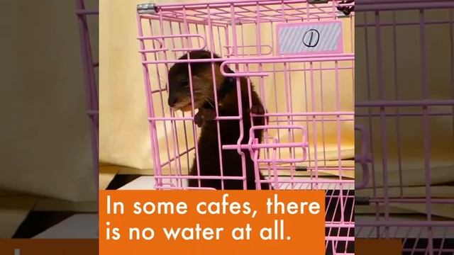 Otters in the wild vs in captivity смотреть онлайн