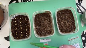 Посев сладкого перца в почвогрунт и вермикулит.