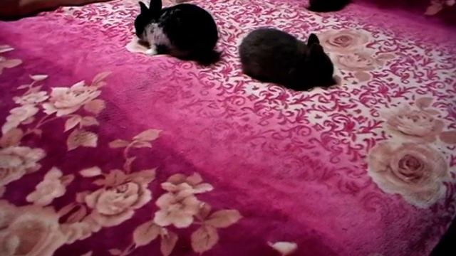 Крольчата декоративные карликовые 24 дня. Мама - хототиха, отец - ангорец. макс.вес взрослого 1.5 к смотреть онлайн
