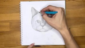 Как нарисовать морду кота карандашом | Рисунок для начинающих поэтапно